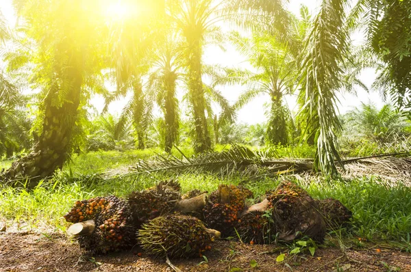 Óleo de palma Plantação — Fotografia de Stock