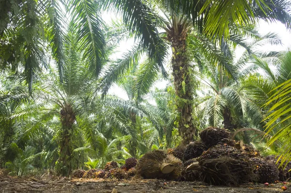 Óleo de palma Plantação — Fotografia de Stock