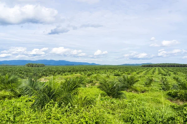 Pěstování palmového oleje — Stock fotografie