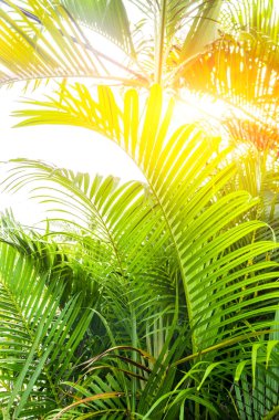 palmiye yaprağı, bokeh etkisi