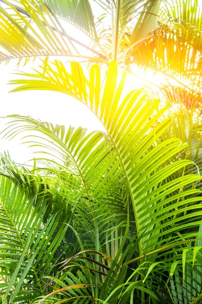 palmiye yaprağı, bokeh etkisi