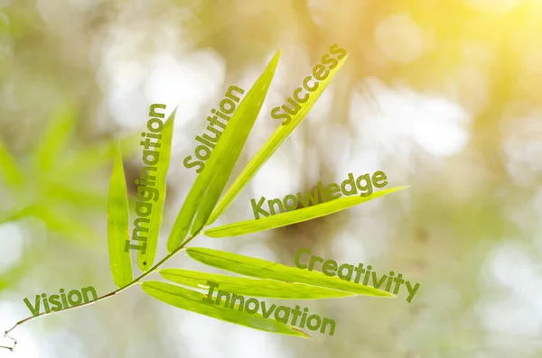 Branches of bamboo leaf as a mind map concept — Stock Photo, Image