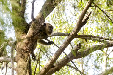 Yaban hayatı maymun