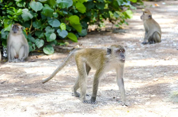 야생 원숭이 — 스톡 사진