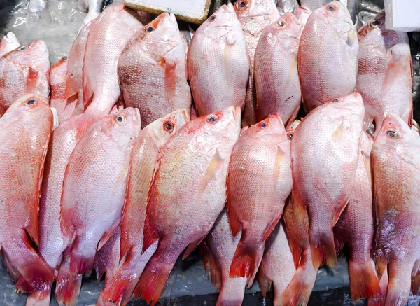 Close-up of fresh Red Snapper fish — Stock Photo, Image