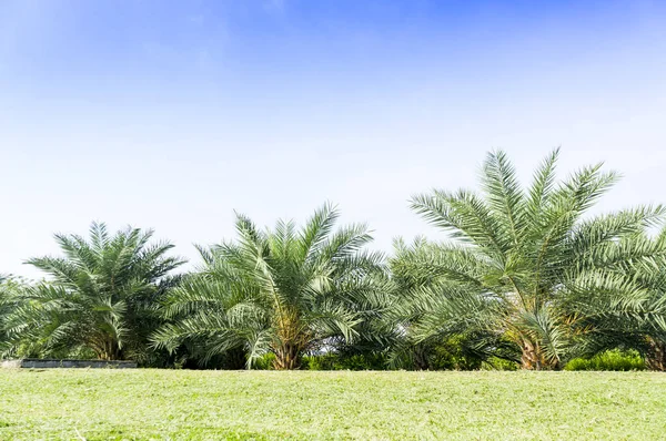 Date palms tree — Stock Photo, Image