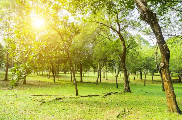 Beautiful morning light in public park — Stock Photo, Image