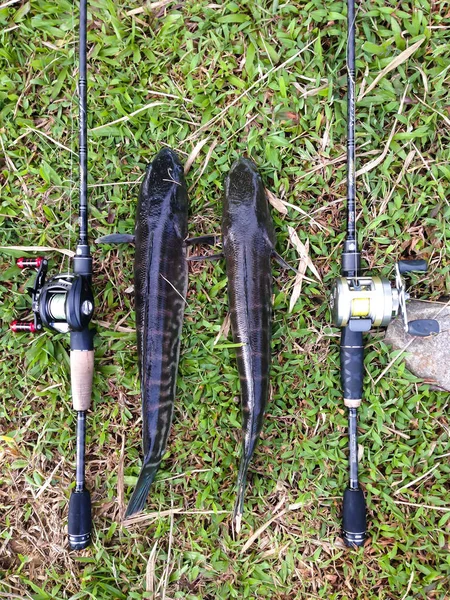 Carretel e haste de Abu Garcia com peixe cabeça de cobra gigante . — Fotografia de Stock