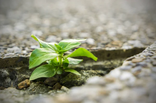 Neues Leben beginnt — Stockfoto