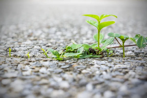 Neues Leben beginnt — Stockfoto