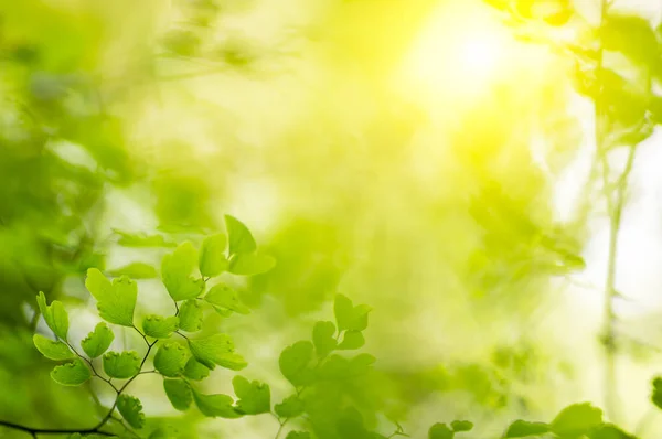 Doğal yeşil arkaplan — Stok fotoğraf