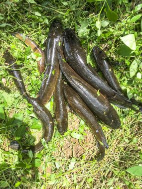 Taze yılanbaşı balık yakalamak