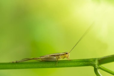 Kriket güzel makro