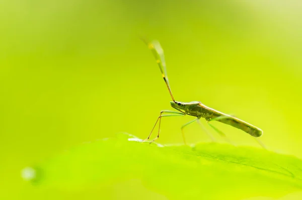Vackra makro cricket — Stockfoto