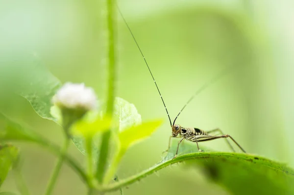 Belo macro de grilo — Fotografia de Stock