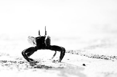 Siyah ve beyaz kum plaj, Yengeç