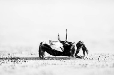 Siyah ve beyaz kum plaj, Yengeç