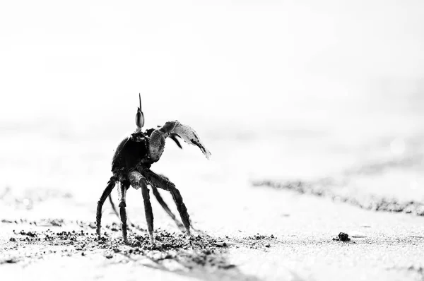 Granchio sulla spiaggia di sabbia in bianco e nero — Foto Stock