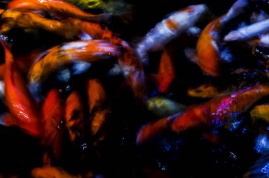 Hareket Bulanıklığı su birikintisi içinde yüzmeye güzel arka plan sazan.