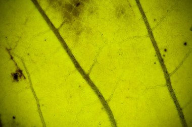 Doğal kuru ve grunge yaprak dokusu. Alan derinliği (Dof), bulanıklık, defokus ve vinyet etkisi.