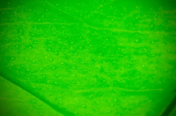 天然绿叶背景纹理 Dof 去焦和晕影效果 — 图库照片