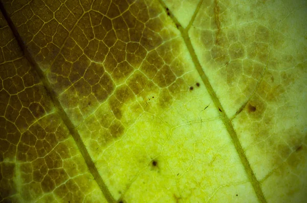 自然な乾燥したグランジの葉の質感 被写界深度 Dof ぼかし デフォーカス ビネット効果 — ストック写真