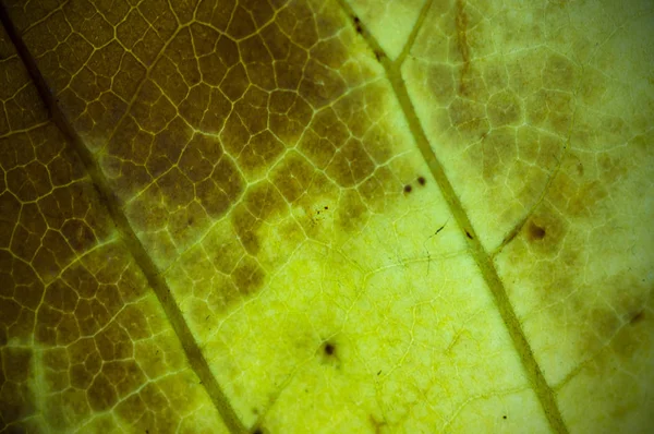 Texture Naturelle Sèche Grunge Des Feuilles Profondeur Champ Dof Flou — Photo