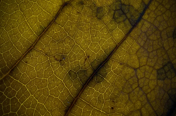 Texture Naturelle Sèche Grunge Des Feuilles Profondeur Champ Dof Flou — Photo