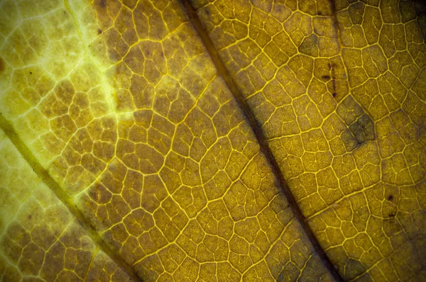 Natürliche Trockene Und Grunge Blatt Textur Schärfentiefe Dof Unschärfe Defokus — Stockfoto