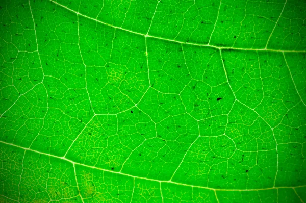 Natural Green Leaf Background Texture Depth Field Dof Blur Defocus — Stock Photo, Image