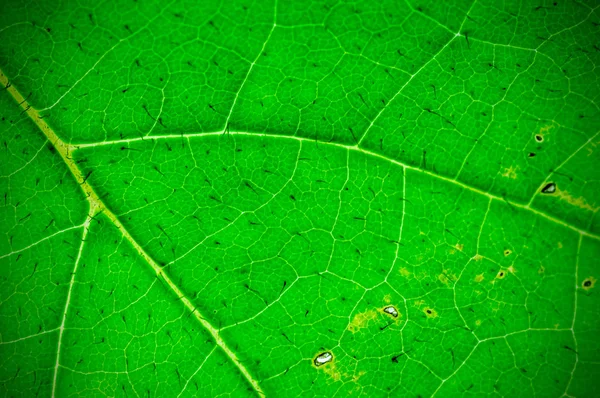 自然な緑の葉の背景テクスチャ 被写界深度 Dof ぼかし デフォーカス ビネット効果 — ストック写真