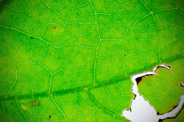 Přirozená Zelená Textura Pozadí Hloubka Pole Dof Rozostření Zaostření Vinnette — Stock fotografie