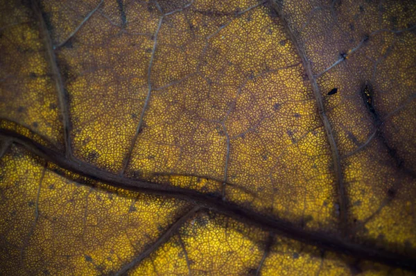 Natural Dry Grunge Leaf Texture Depth Field Dof Blur Defocus — Stock Photo, Image