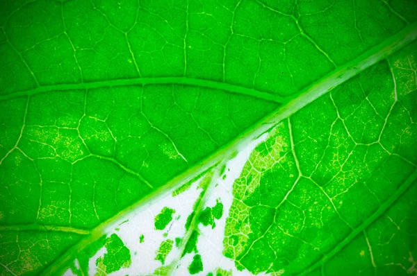 Натуральна Текстура Фону Зеленого Листя Глибина Різкості Dof Розмиття Дефокусування — стокове фото