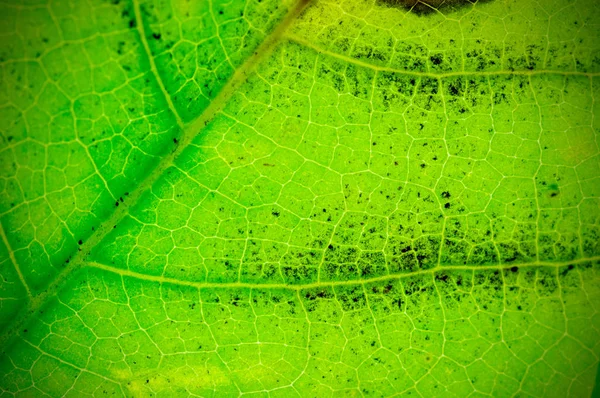 Natürliche Grüne Blatt Hintergrund Textur Schärfentiefe Dof Unschärfe Defokus Und — Stockfoto