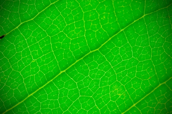 Doğal Yeşil Yaprak Arka Plan Dokusu Alan Derinliği Dof Bulanıklık — Stok fotoğraf