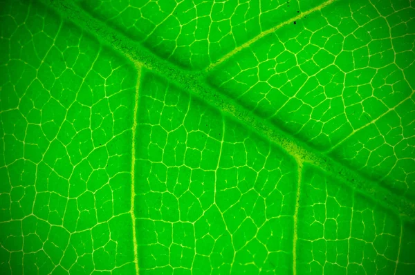 Natural Green Leaf Background Texture Depth Field Dof Blur Defocus — Stock Photo, Image