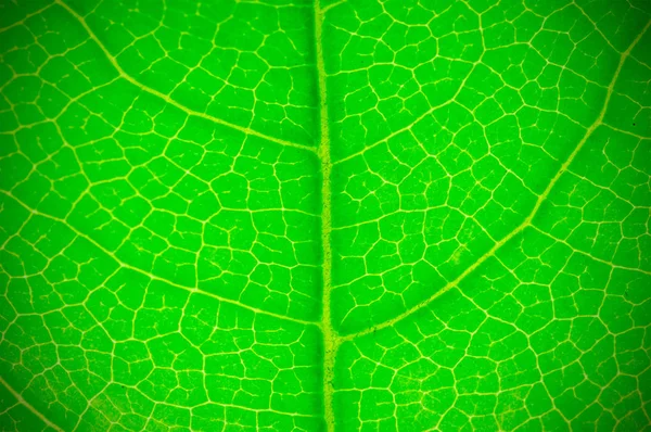 Natuurlijke Groene Blad Achtergrond Textuur Diepte Van Veld Dof Vervagen — Stockfoto