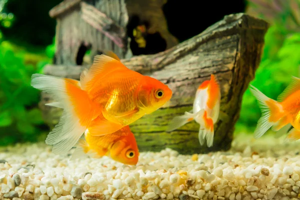 Pez dorado en acuario con plantas verdes — Foto de Stock