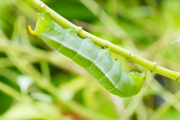 Oruga verde en rama —  Fotos de Stock