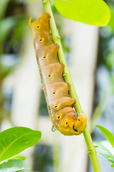 Brown Caterpillar на ветке — стоковое фото