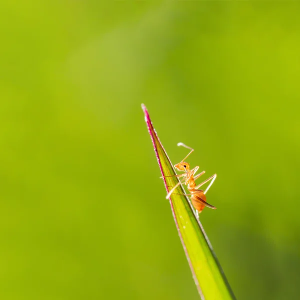Nahaufnahme von roter Ameise auf grünem Blatt mit grünem Naturhintergrund — Stockfoto