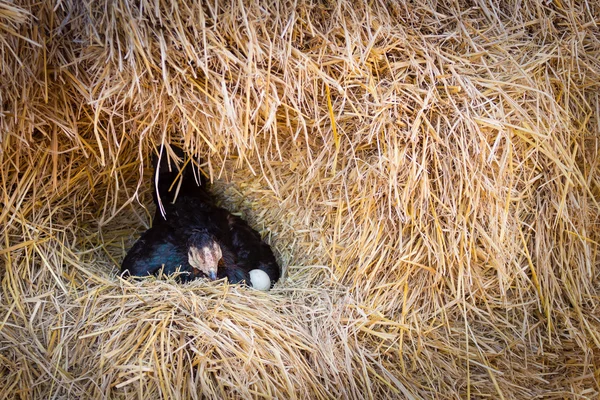 Poule pondant des œufs dans son nid Photos De Stock Libres De Droits