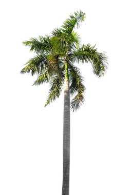 Beyaz arkaplanda izole edilmiş palmiye ağacı