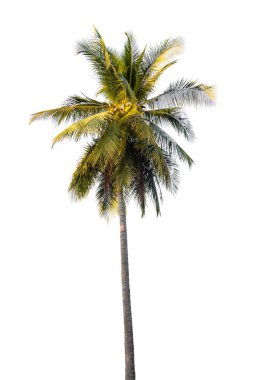Beyaz arkaplanda izole edilmiş hindistan cevizi palmiyesi