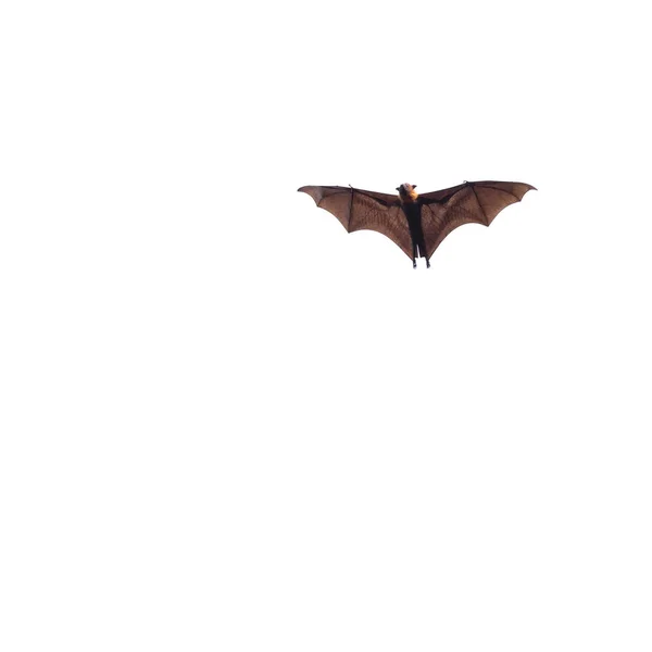 Flying bats isolated on white background — Stock Photo, Image