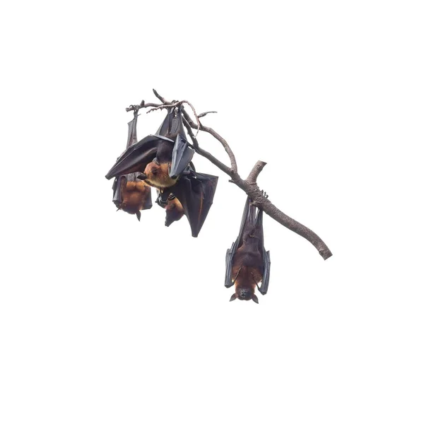 Morcegos de frutas gigantes pendurados em galhos isolados em fundo branco — Fotografia de Stock