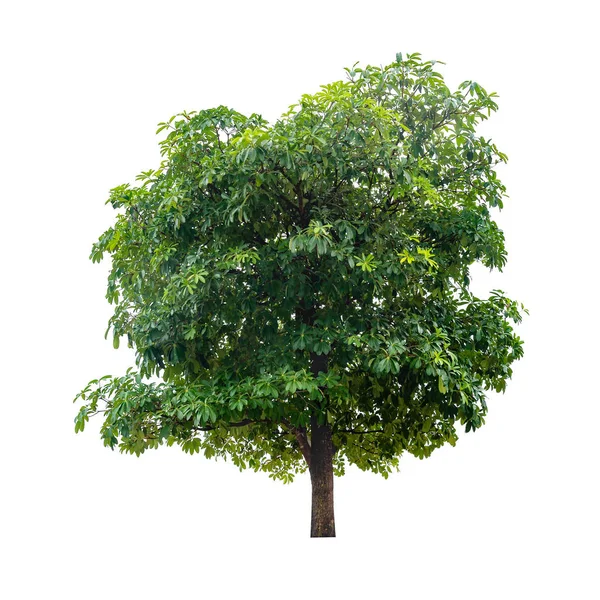 Árbol verde aislado sobre fondo blanco — Foto de Stock