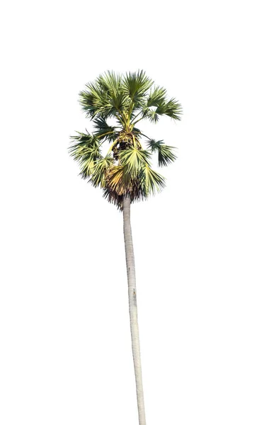 Palmera aislada sobre fondo blanco — Foto de Stock