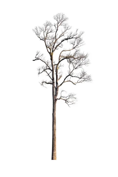 Viejo árbol seco aislado sobre fondo blanco — Foto de Stock